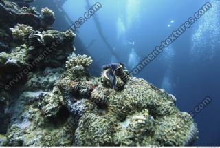 Photo Reference of Coral Sudan Undersea 0005